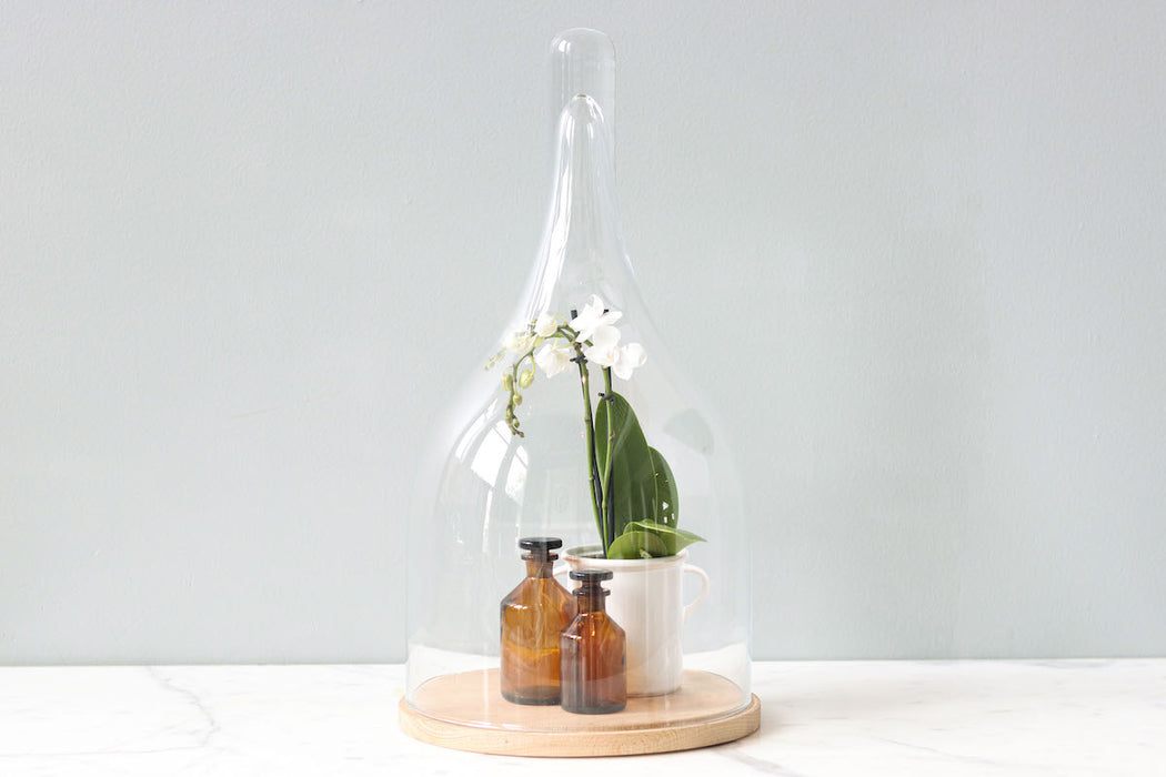 Glass Bell Jar with Wood Base, Oval