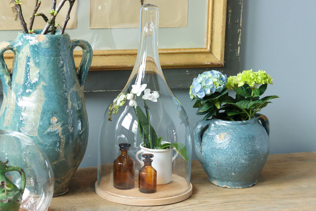 Glass Bell Jar with Wood Base, Oval