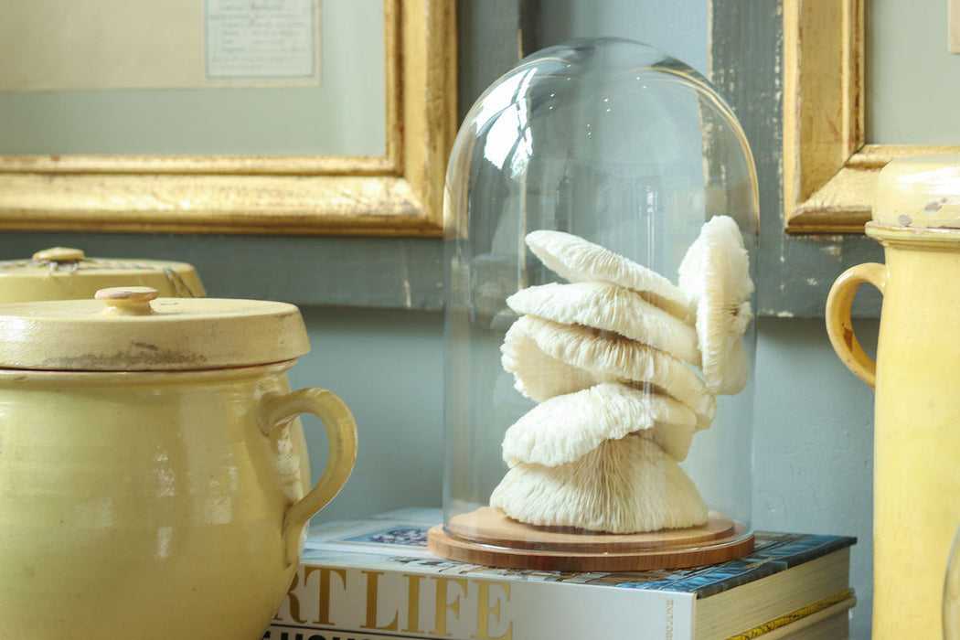 Glass Bell Jar with Wood Base, Tall