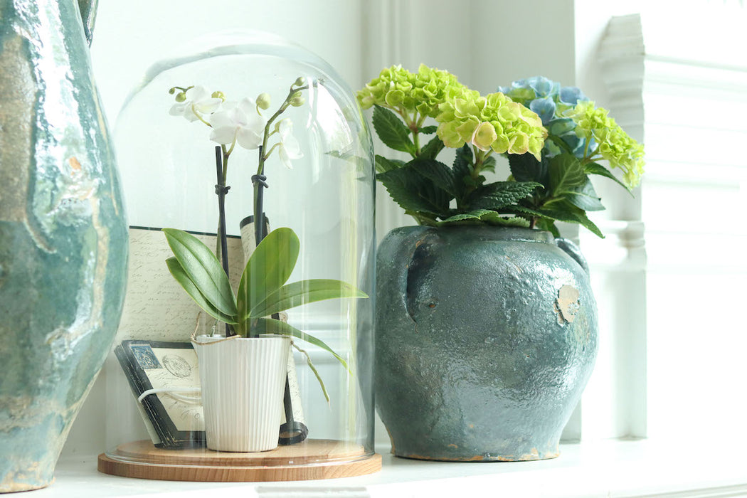Glass Bell Jar with Wood Base, Tall