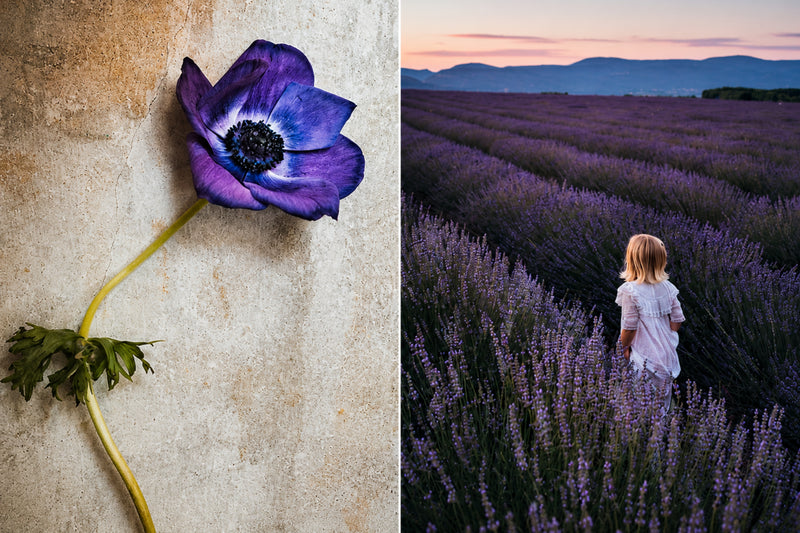 Flowers of Provence