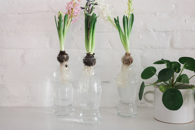 etuHOME Catalonia Carafe 5