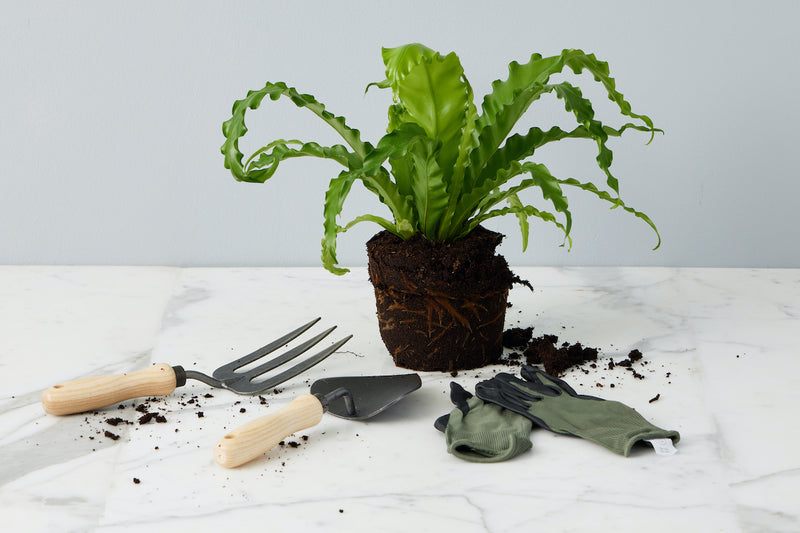 Garden Fork, Forged